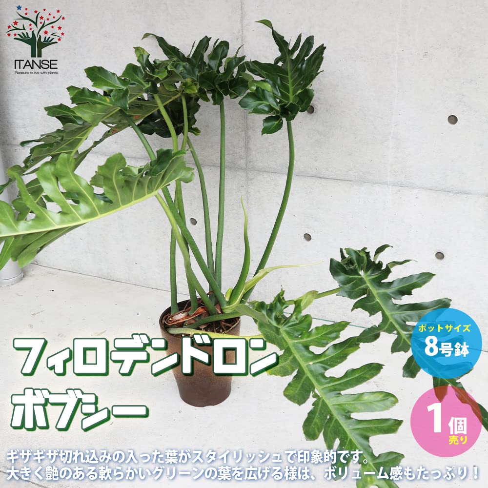 Amazon｜フィロデンドロン・ボブシー 観葉植物 大型 8号プラスチック鉢